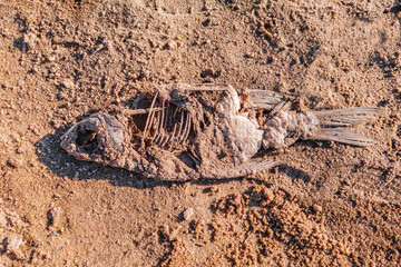 Remains of a dead fish lying on a sun-drenched sandy shore