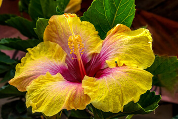 Golden yellow pink red Eye of Kali Tropical hibiscus flowers, Easter Island, Chile. - obrazy, fototapety, plakaty
