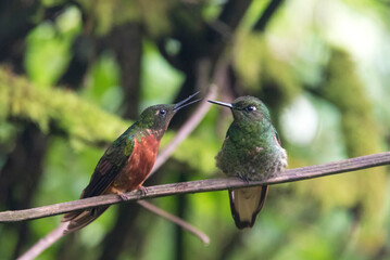 The conversation, pair of fawn-breasted brilliant hummingbird. Cloud forest. Guango Lodge