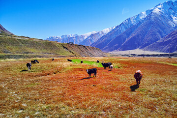 Scenic pasture landscape in mountain valley