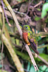 Ecuador. Fawn-breasted brilliant hummingbird male cloud forest. Guango Lodge