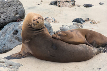 Ecuador, Galapagos. Galapagos sea lions rest on beach
