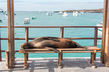 Ecuador Galapagos Islands. Galapagos sea lion takes advantage of marina bench San Cristobal