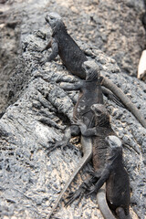 Ecuador, Galapagos Islands. Juvenile marine iguanas lined on lava rock.