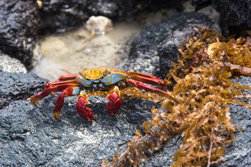 Ecuador, Galapagos Islands. Sally Lightfoot Crab and seaweed on lava shore rocks