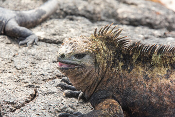 Ecuador, Galapagos Islands. Marine iguana appears to be laughing
