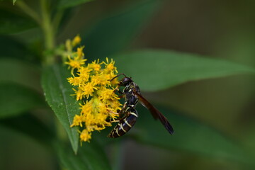 wasp on a yellow flower
