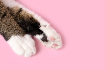 Closeup of cat's paws on a pink pastel background with place for text.