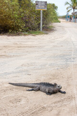 Ecuador, Galapagos Islands. Isabela Island Puerto Villamil. Caution sign drive slow iguana crossing Iguana rests in vehicle tire tracks