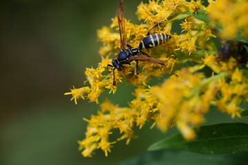 wasp on a yellow flower