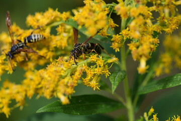 wasp on a yellow flower