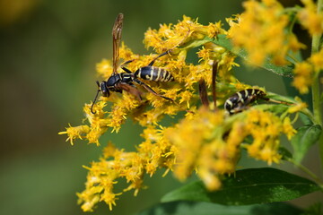 wasp on a yellow flower