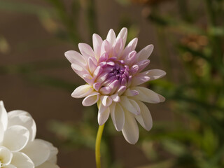 Dahlia 'Wittem' | Dekorative Dahlie oder Schmuckdahlie mit reinweißen Blüten zart fliederfarben in ihrer Mitte überhaucht sind