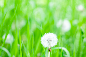 dandelion on the green grass