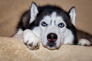 Portrait Siberian husky dog lying on the couch. Front view