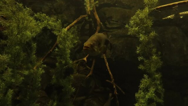 rare fish swiming in an aquarium with low light swamp enviroment ecosystem