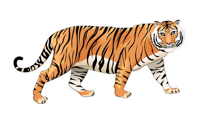 Big wild tiger. Adult tiger on a white background. Vector illustration
