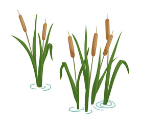 Reed in pond set. Vector cartoon illustration isolated on white background. Plants on swamp and wetland.