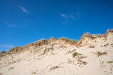 Fototapeta na wymiar sandy dunes with blue sky and marram grass in the bay of Authie near Berck sur mer.