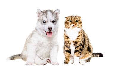 Siberian husky puppy and scottish fold cat sitting together isolated on white background