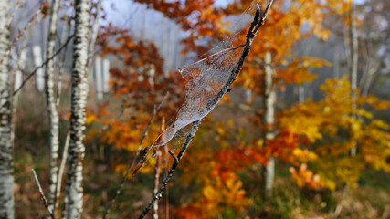 autumn in the forest