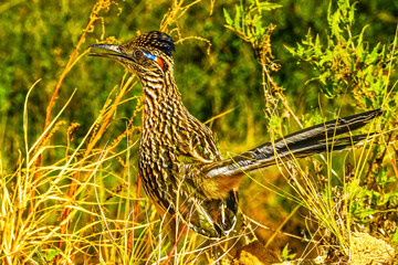 Colorful Greater Roadrunner, Sonoran Desert shrubland in Cabo San Lucas, Mexico. Member of cuckoo...
