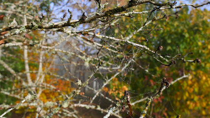 Spider Web on a tree
