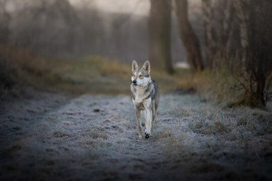 Grey wolf dog in beutiful nature