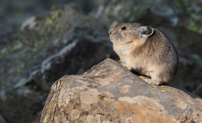 Pika in the spotlight