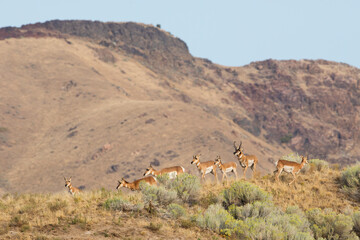 Pronghorn antelope, High Desert Country