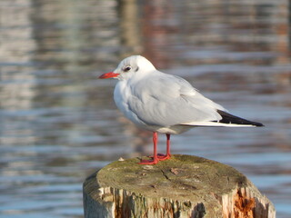 black headed gull