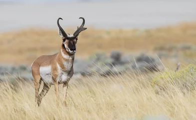 Fotobehang Pronghorn antelope buck © Danita Delimont