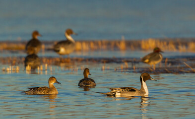 Northern pintail ducks