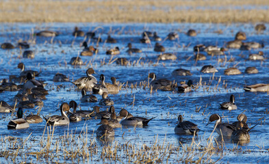 Northern pintails