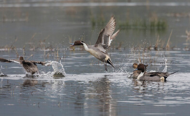 Northern pintails, spring squabble