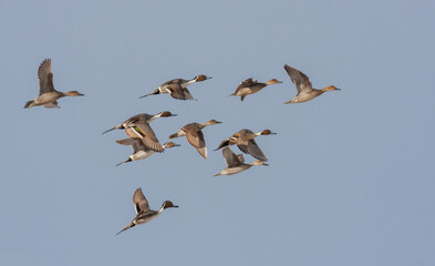 Northern pintail ducks, flock in flight
