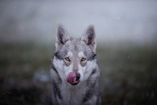 Grey wolf dog in beutiful nature