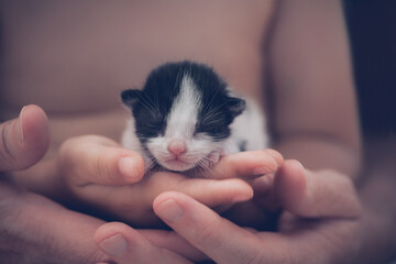 Fototapeta na wymiar Furry kitten lying on its owner's hands. Cute small kitten sleeping in baby and parent hands.