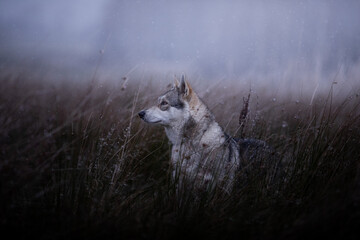 Grey wolf dog in beutiful nature