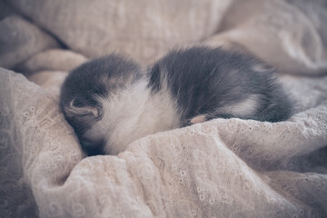 Sleeping kitten on white background