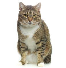Domestic tabby cat pet on white background