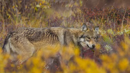 Deurstickers Denali USA, Alaska. Alaskan Wolf in Denali National Park in late Fall.