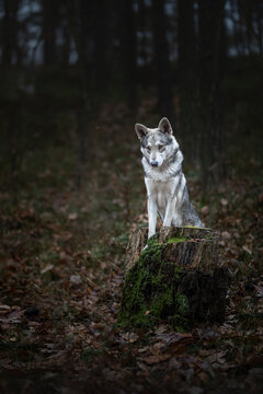 Grey wolf dog in beutiful nature