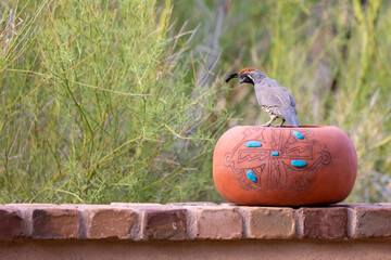 USA, Arizona, Buckeye. Gambel's quail on decorative pottery.
