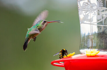 USA, Arizona, Madera Canyon. Broad-billed hummingbird and bumble bee on feeder. © Danita Delimont