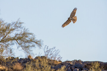 USA, Arizona, Buckeye. Red-tailed hawk in flight.
