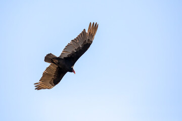 USA, Arizona, Buckeye. Turkey vulture in flight against blue sky.