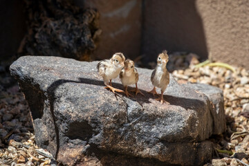 USA, Arizona, Buckeye. Newly hatched Gambel's quail chicks on rock.