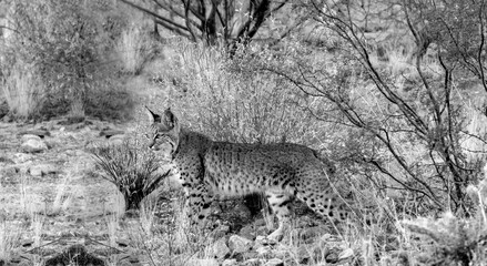 USA, Arizona, Buckeye. Black and white of a bobcat in Sonoran Desert.