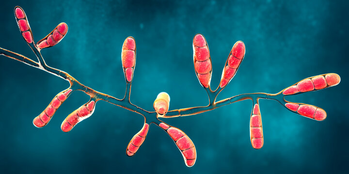 Microscopic fungi Epidermophyton floccosum, scientific illustration